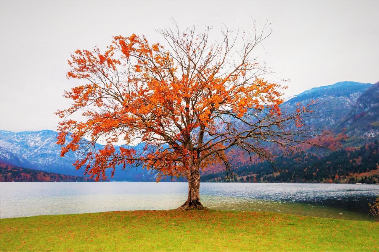 Trisa Apartments Bohinj Exteriér fotografie